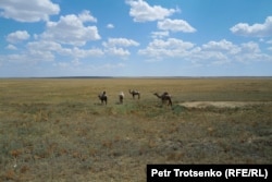 Полупустыня в районе Аральского моря. Кызылординская область, 3 июля 2024 года.