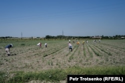 Деҳқонлар пахта майдонида. Тожикистон, Сўғд вилояти. 15 июнь, 2024 йил.