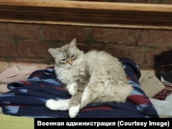 Кот Марсик