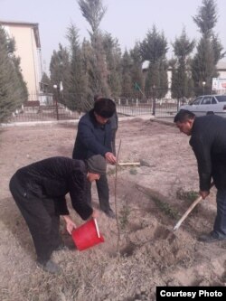 Maktab o‘qituvchilari ko‘chat o‘tqazmoqda. Mirishkor tumani.