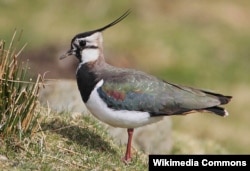 Кнігаўка Vanellus vanellus