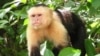 Обязьяна-капуцин (Cebus capucinus) в джунглях Коста-рики
<a href = "http://en.wikipedia.org/wiki/Image:Capuchin_Costa_Rica.jpg" target=_blank>Wikipedia Creative Commons Фото David M. Jensen</a>