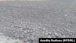 Arpa yığımından sonra torpaqlar sürülür...