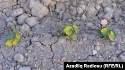 Susuzluqdan əkinlərin inkişafı dayanıb.