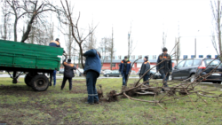 Дрэвы выкапалі дзеля пабудовы рэстарана на месцы яблыневага саду. Кадр з рэпартажу тэлеканалу «Белсат»