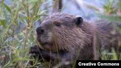 Бобр. <a href = "http://en.wikipedia.org/wiki/Image:Beaver-Szmurlo.jpg" target=_blank>Wikipedia. Photo by Chuck Szmurlo</a>