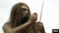 Неандерталец. Wikipedia. <a href = "http://en.wikipedia.org/wiki/Image:Neanderthal_2D.jpg" target=_blank>GNU Free Documentation License.</a>