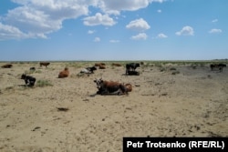 Қачондир Орол денгизининг туби бўлган ерларда моллар чўзилиб ётибди. Қизилўрда вилояти, 4 июль, 2024