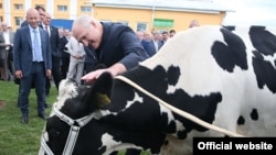 Ілюстрацыйнае фота. Карова, якую падаравалі Лукашэнку падчас візыту на фэрму сельгаспрадпрыемства «Савушкіна» ў Маларыцкім раёне на Берасьцейшчыне