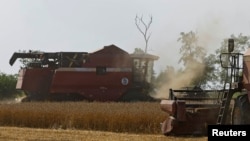 Combines harvest wheat in a field in the Zaporizhzhia region