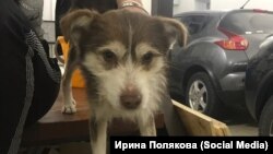 Собака из приюта "Дружок" под Благовещенском, архивное фото