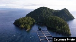 Ферма по разведению лосося в Атлантике. Courtesy of the BC Salmon Farmers Association