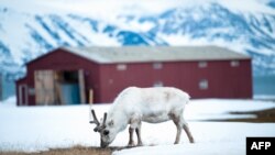 Svalbard arxipelaqı