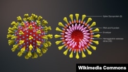 Coronavirus və onun daxili quruluşu