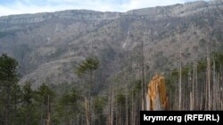 Последствия лесных пожаров в Ялтинском горно-лесном природном заповеднике, иллюстративное фото