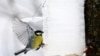 Belarus - A tit feeds at an improvised feeder in a park as the temperature dropped to around minus 15 degrees Celsius. Minsk, 11Jan2019