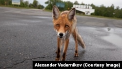 Чернобыльский лис Семен. Живет в городе Припять