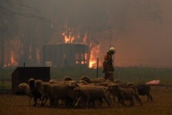 Выратавальнік унутры вальера з авечкамі непадалёк ад горада Тахмур у Аўстраліі, 19 сьнежня 2019 году