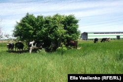 В жару коровы прячутся в тени